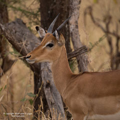 Antelope Portrait