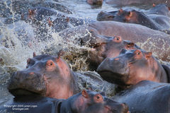 Hippo Madness