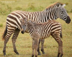 zebra, zebras