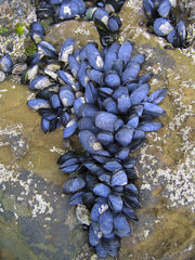 Coastal Cluster of Life