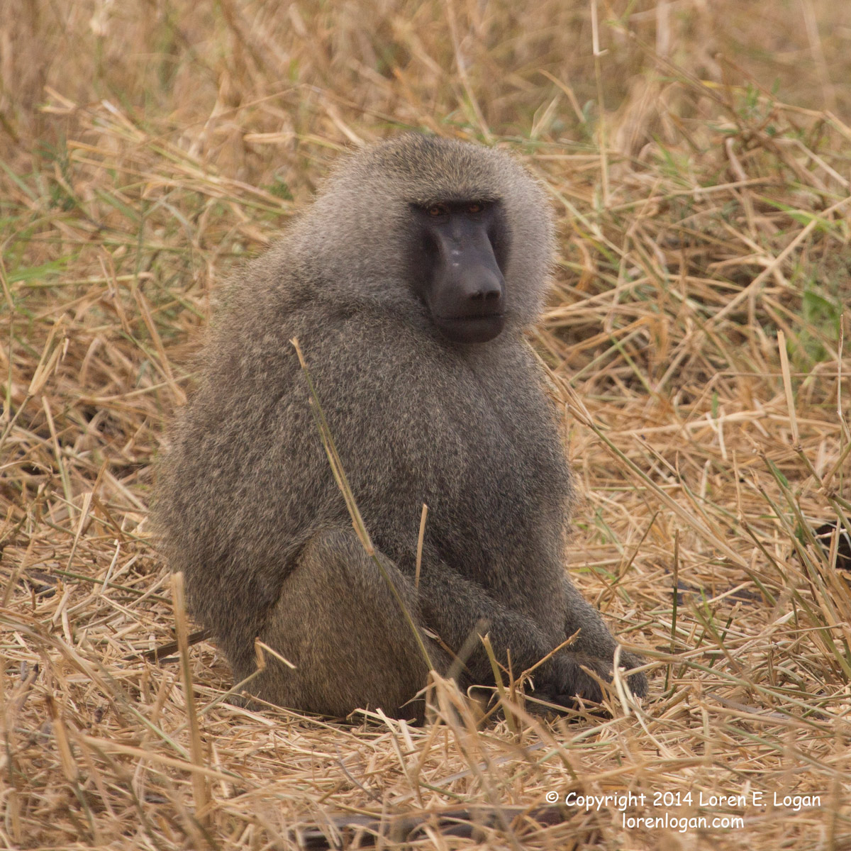 This baboon's fluffy fur seems soft against the dry, harsh grass.