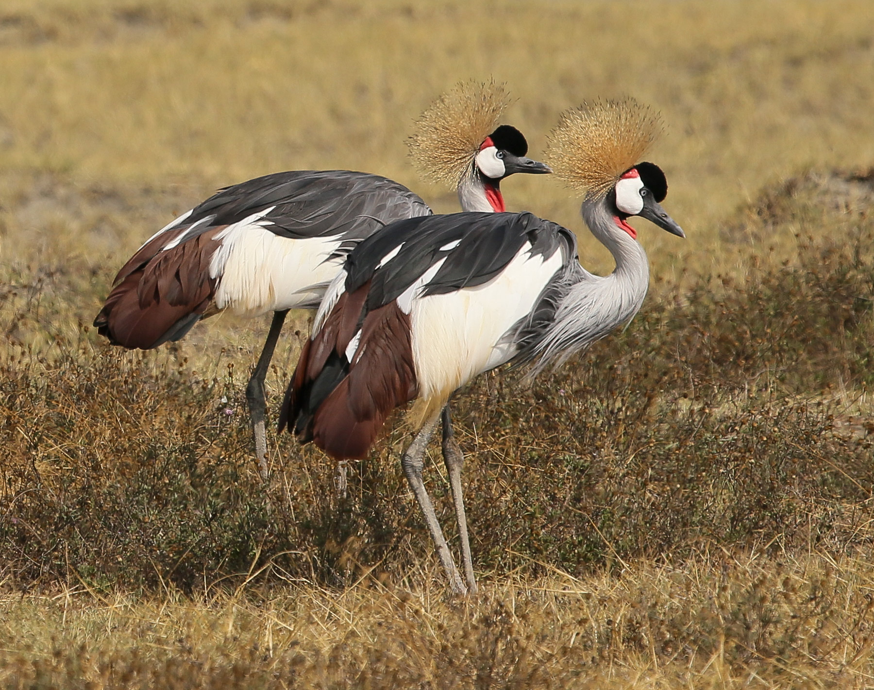 "Together" custom size.  Always in pairs, these Grey-crowned Crane, also called African Cranes, move elegantly through their...