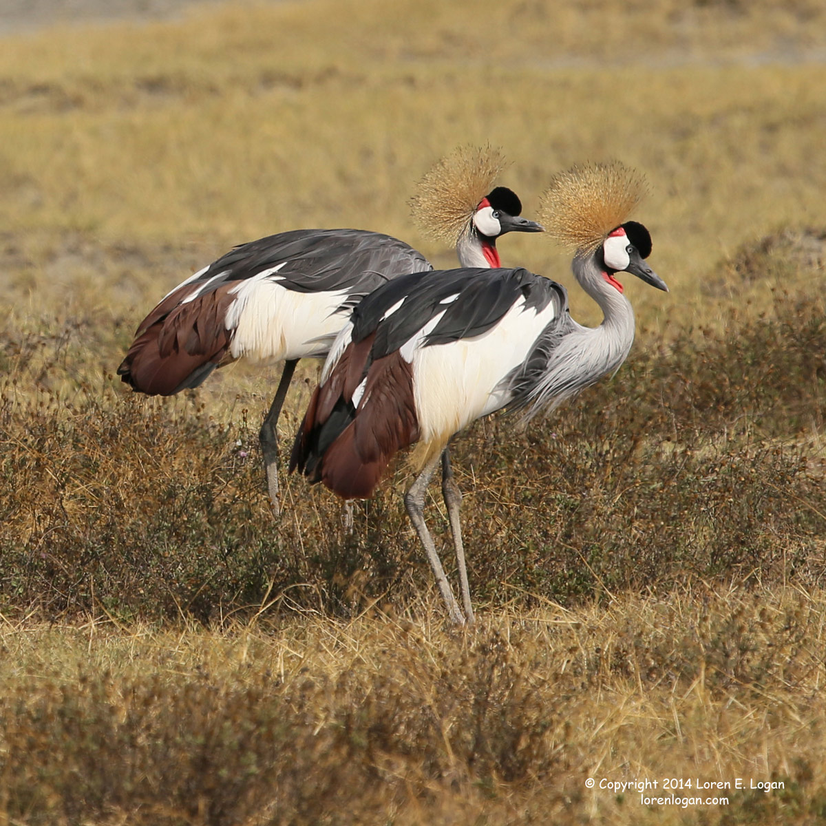 Always in pairs, these Grey-crowned Crane, also called African Cranes, move elegantly through their environment.