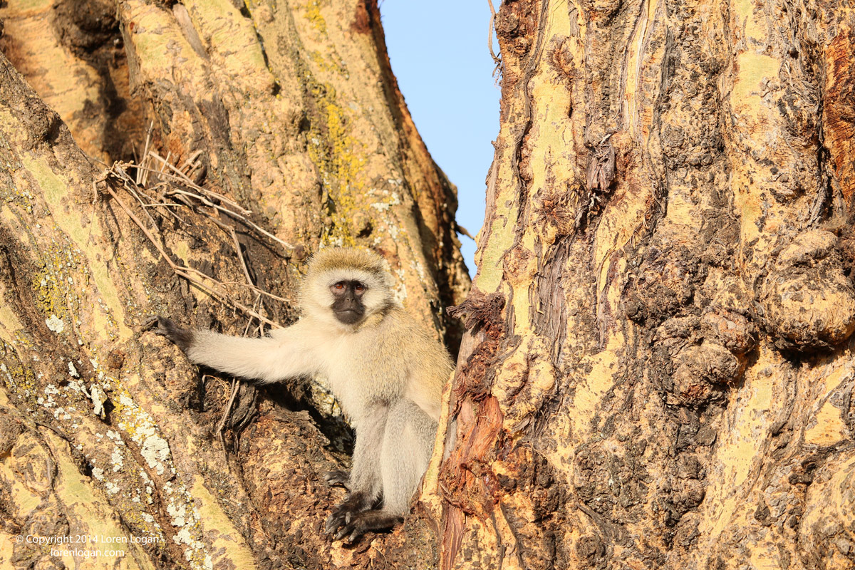 A black-faced vervet monkey seems to pose as the light hits its eyes.