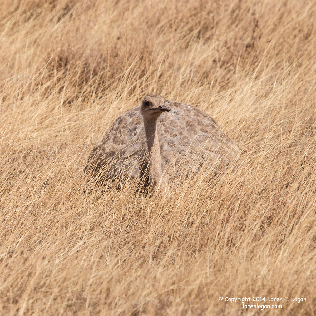 Ostrich, settled down in the long rustling grass in Ngorongoro Crater.