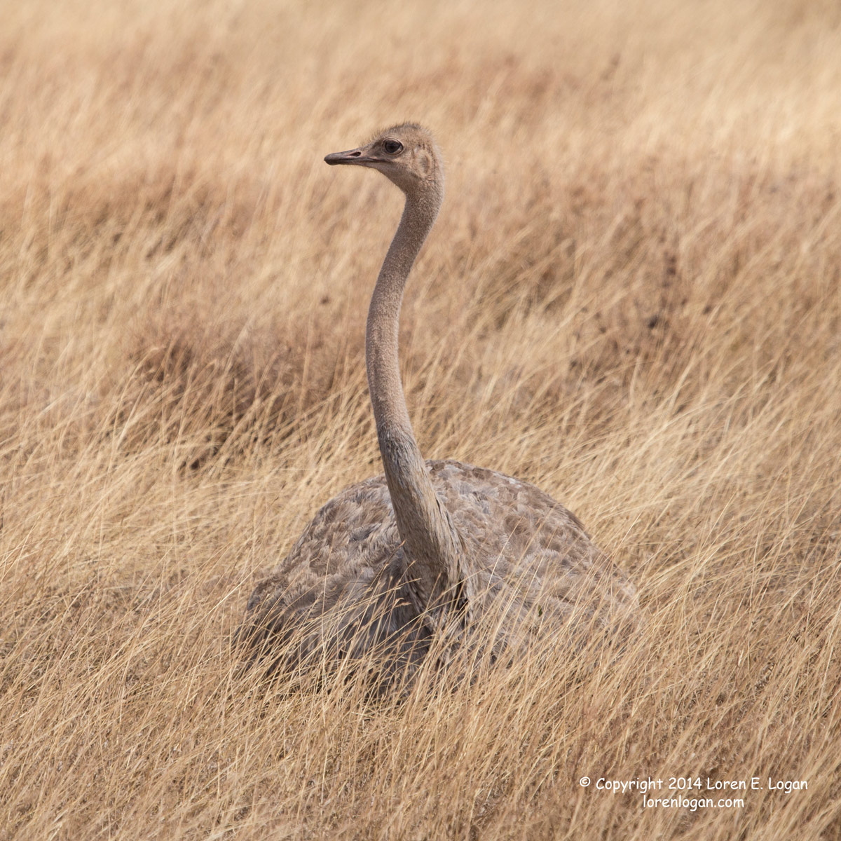 Stretching up for a view, this ostrich considers moving, but decides against it.