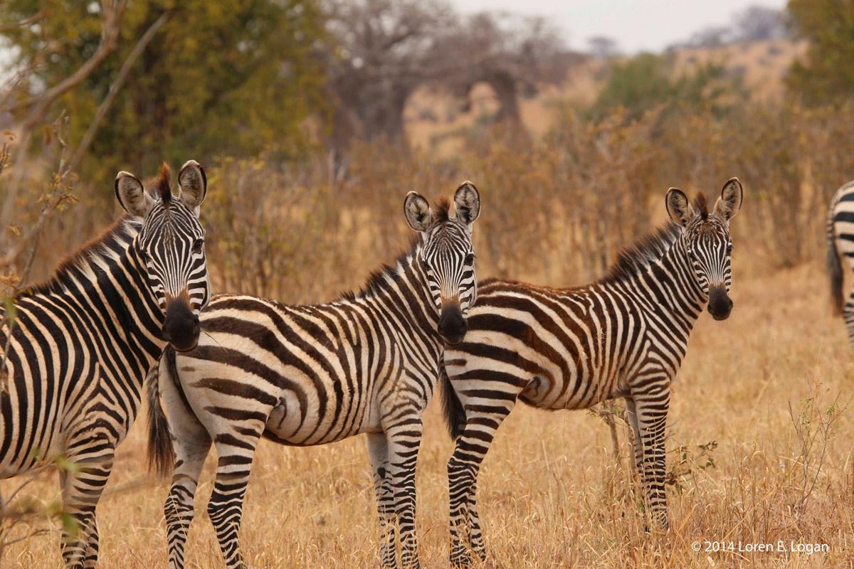Moja, Mbili, Tatu: One, two, three in Swahili. Stopping for a moment, these zebra pause to throw back a synchronized glance before...