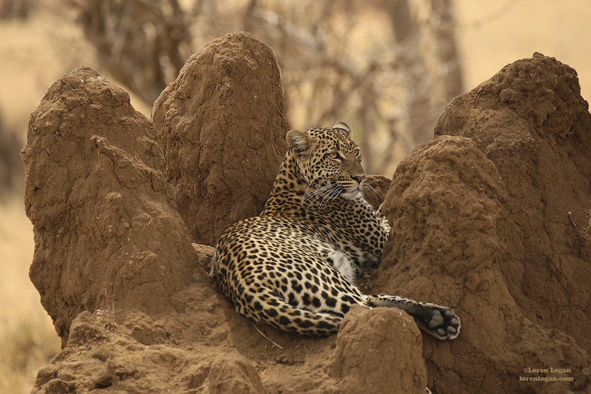 The dirt cradles this leopard, calmly resting almost as if a giant hand says be still. The leopard's power is still visible...