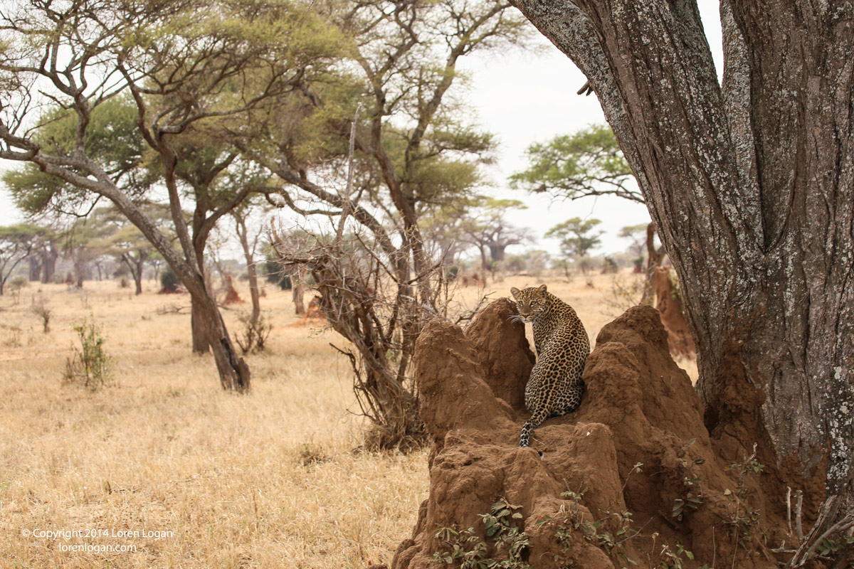 Atop a termite mound, shaded by a tree, the leopard surveys the land. More termite mounds dot off into the landscape under the...