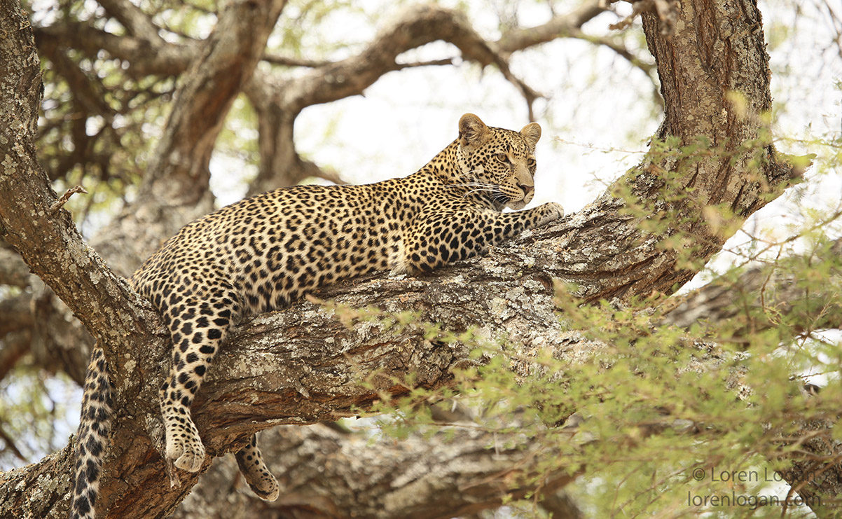 This is one content cat. Settled comfortably among large branches, the tree seems to cradle the leopard, begging it to stay for...