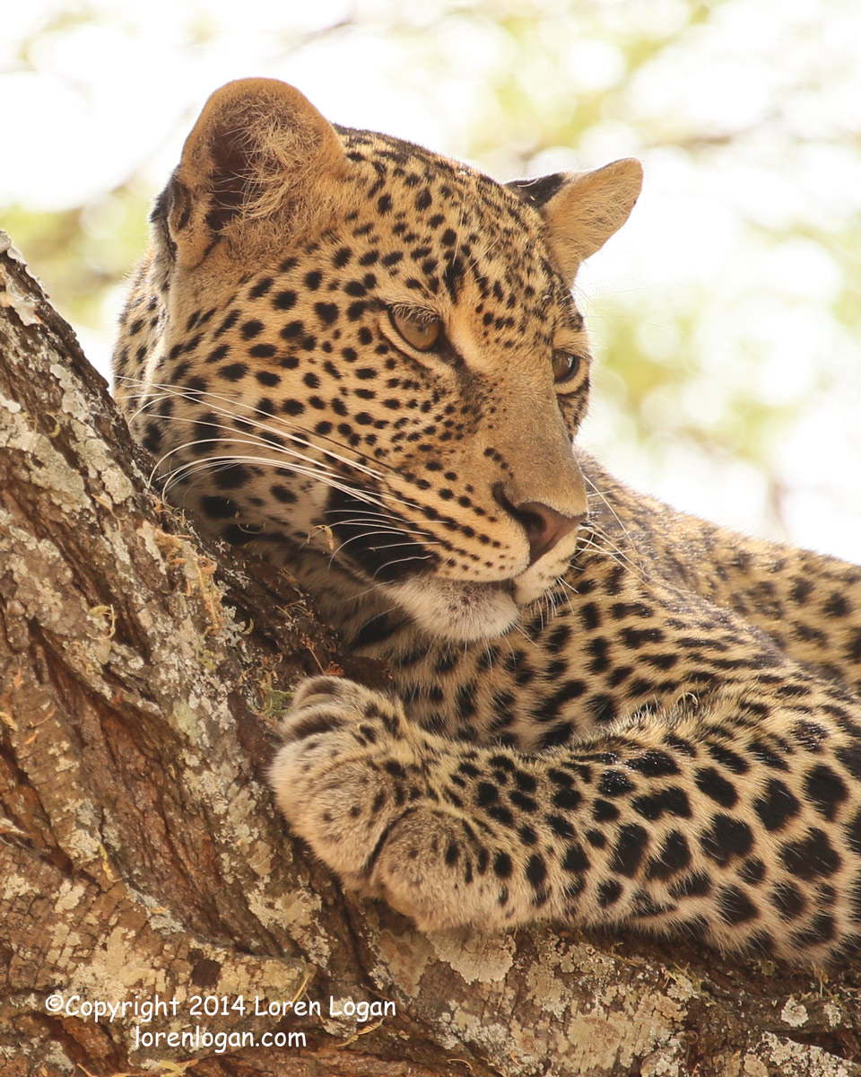 This leopard rests serenely in a tree, focusing on all that passes below.