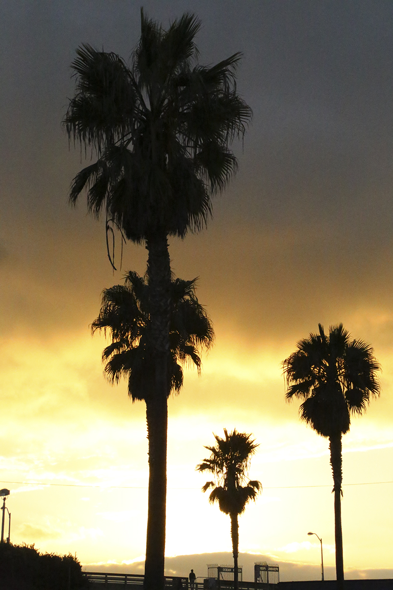 Walking away from the OB Pier, gazing back, I caught the sight of these palm trees silhouetted in sunset, leading my eye to the...