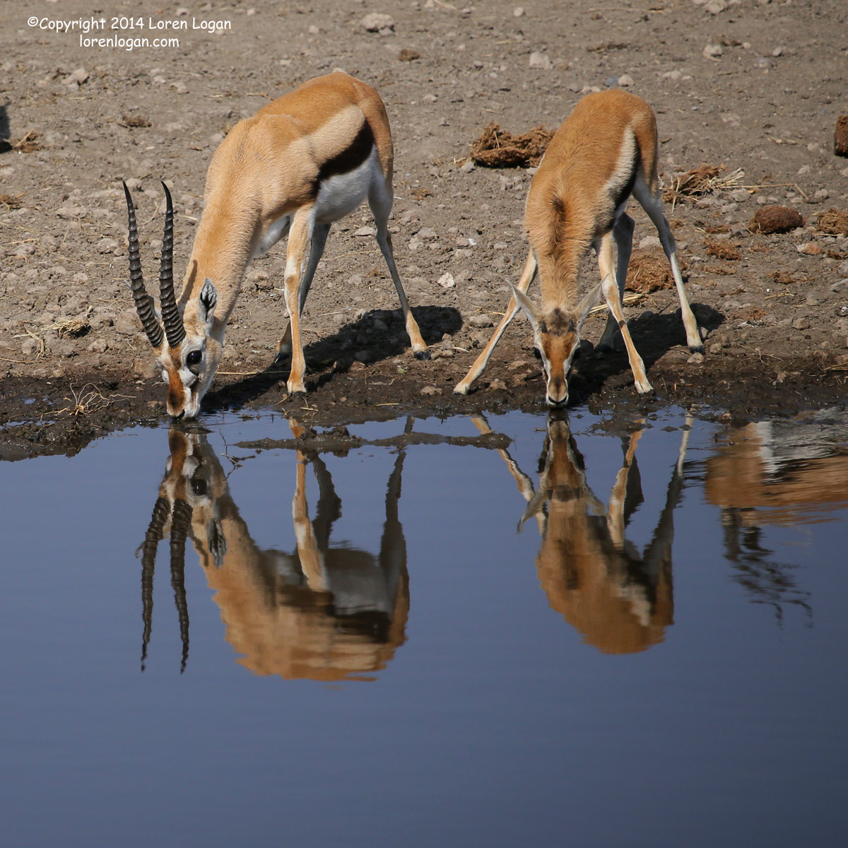 Watering hole reflections show sky and Thomsons Gazelle pausing for a drink.