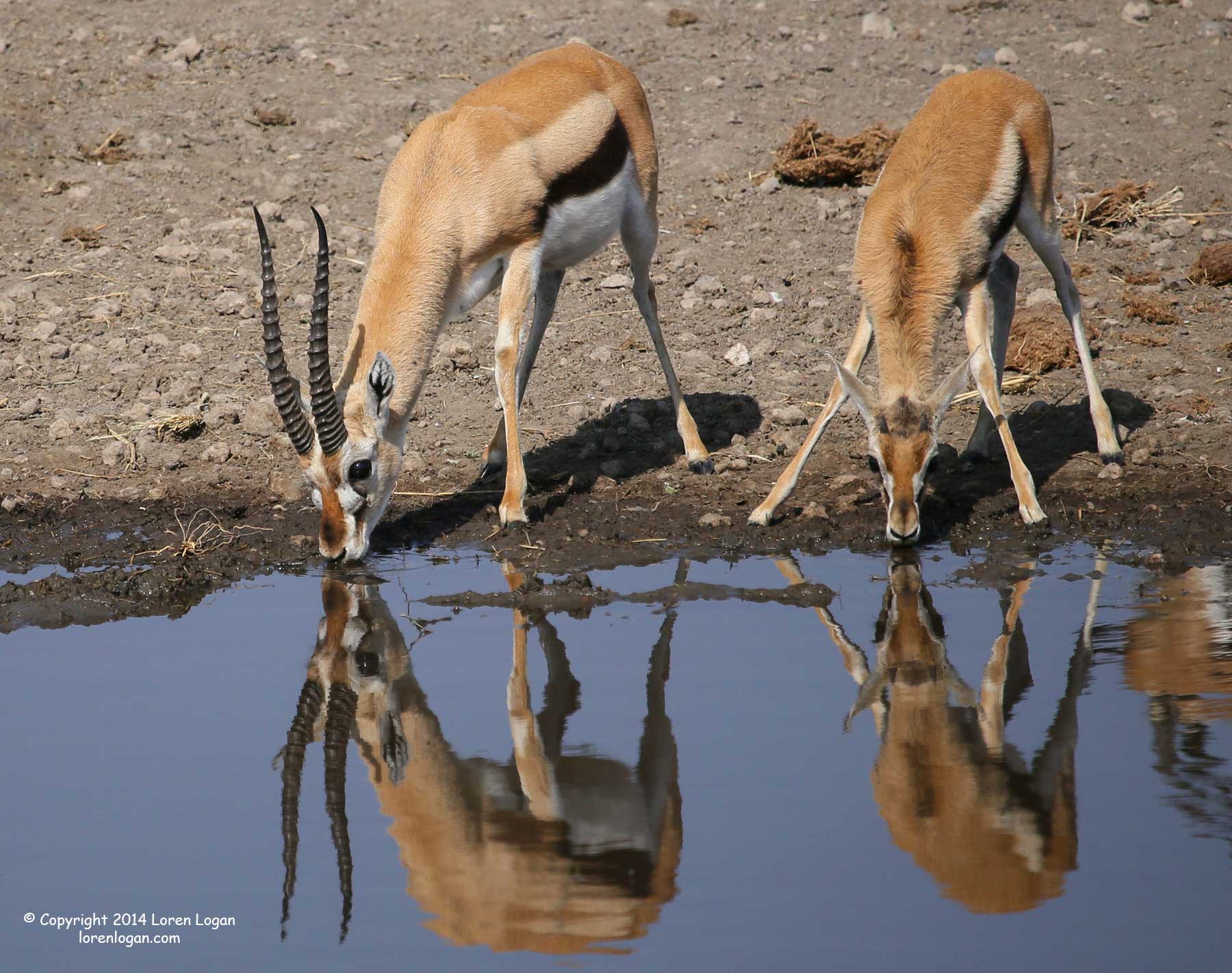 "Watering Hole Reflections"custom size Watering hole reflections show sky and Thomsons Gazelle pausing for a drink.
