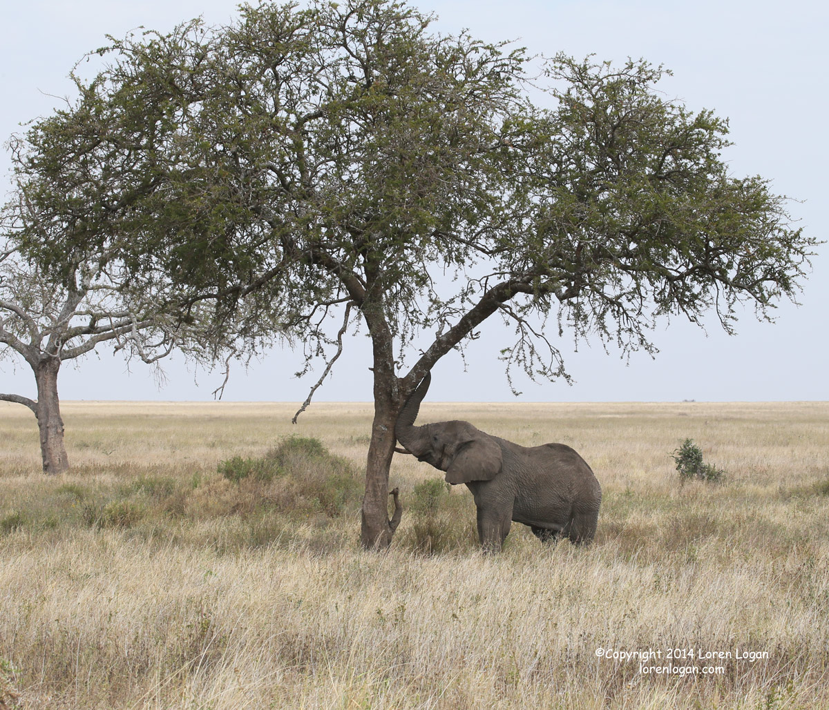 This one-tusked elephant pushes against a tree, shaking it and shaking it. Perhaps in hope of a stray branch falling or even...