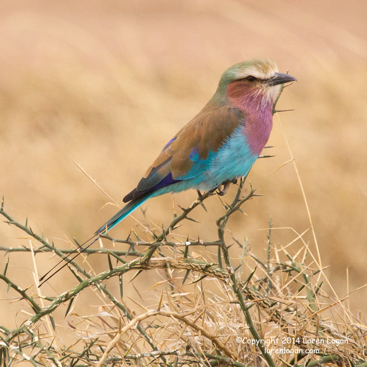 Lilac-breasted roller perched on a thorny branch.