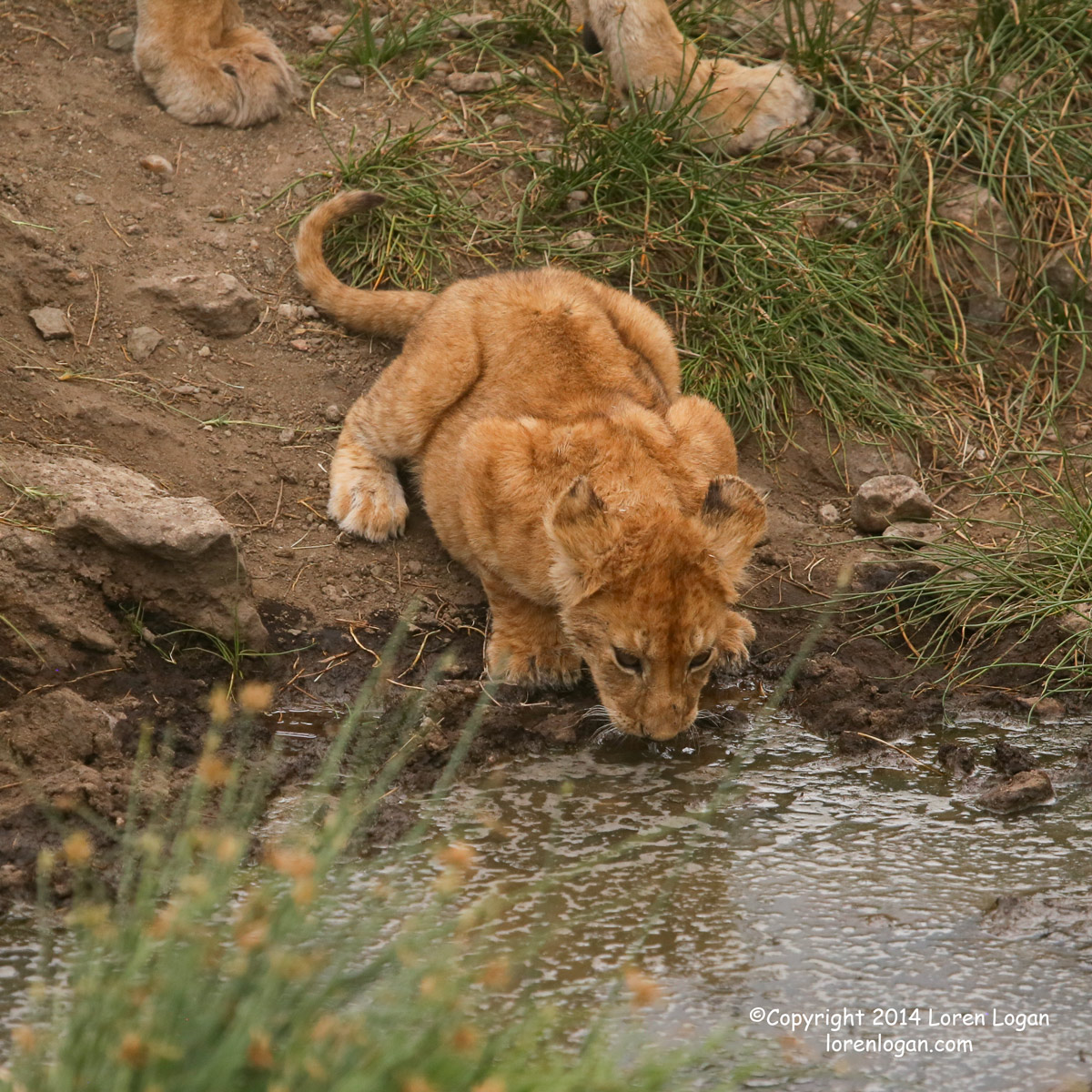 Mom's feet tread into the shot as she approached the water after her cub giving a sense of scale, intimacy and protection to...