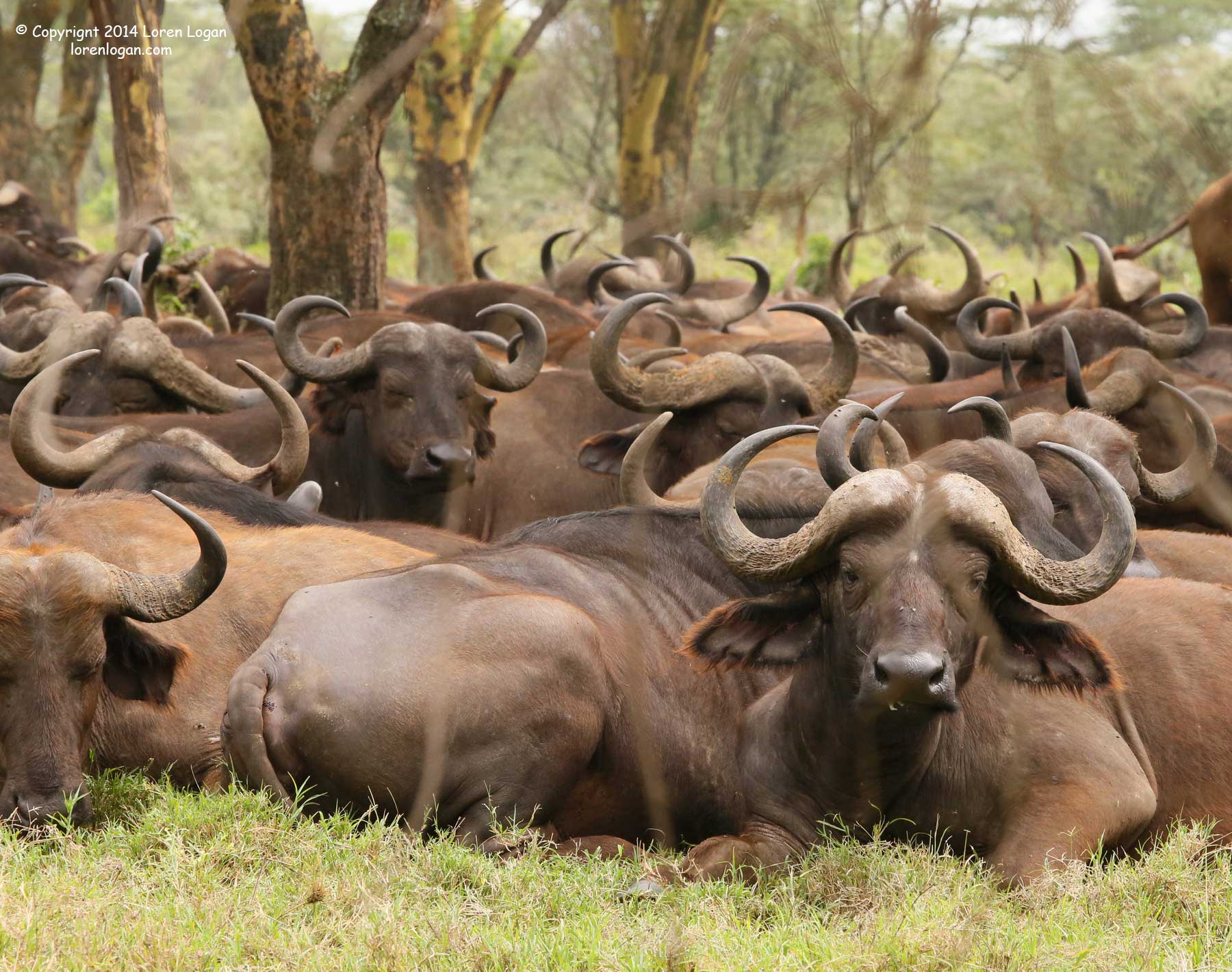 "The Herd Rests"custom size Lake Nakuru is home to large herds of cape buffalo. We came upon this herd resting midday. Horns...