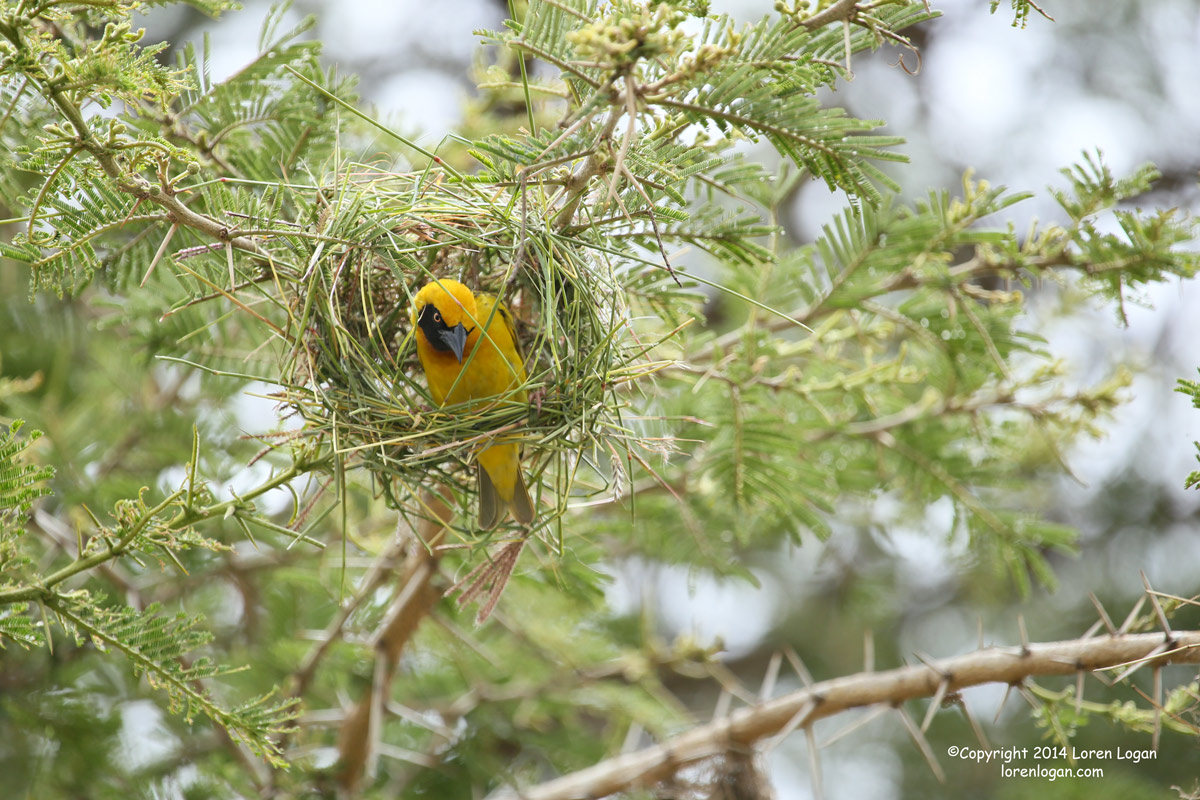 At the entrance to Lake Nakuru National Park the trees are filled with these Northern Masked Weavers darting in and out of the...