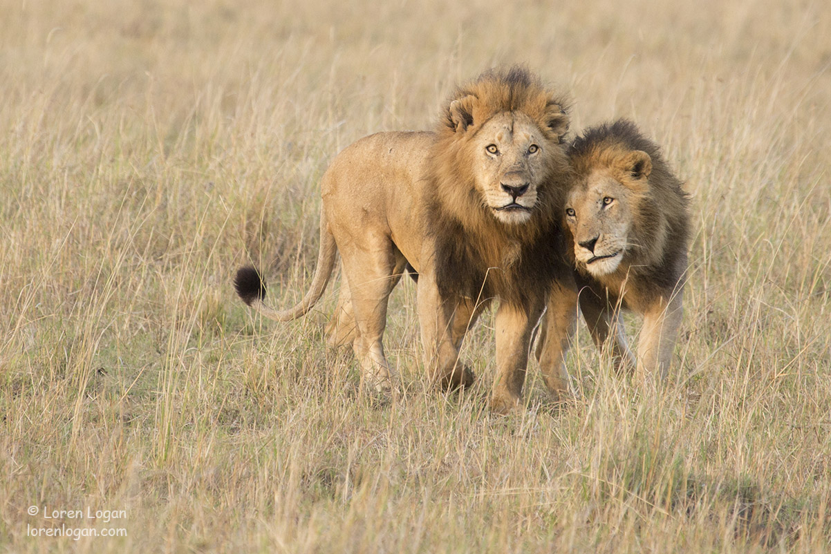 I was lucky to catch these two lions greeting in the early morning light.