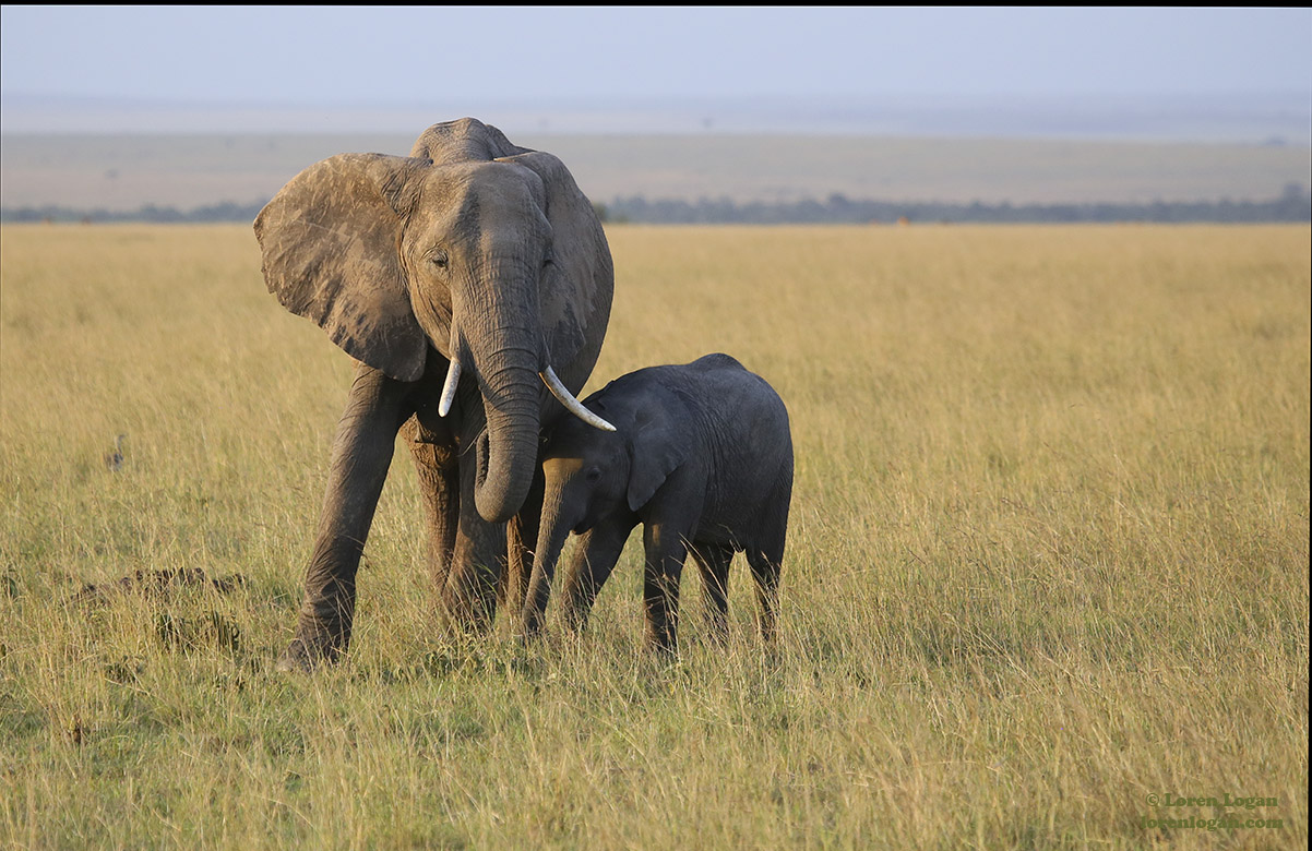 Elephants are strongly attached to their family; these two seem related, with the evening sunlight seeming to draw them even...