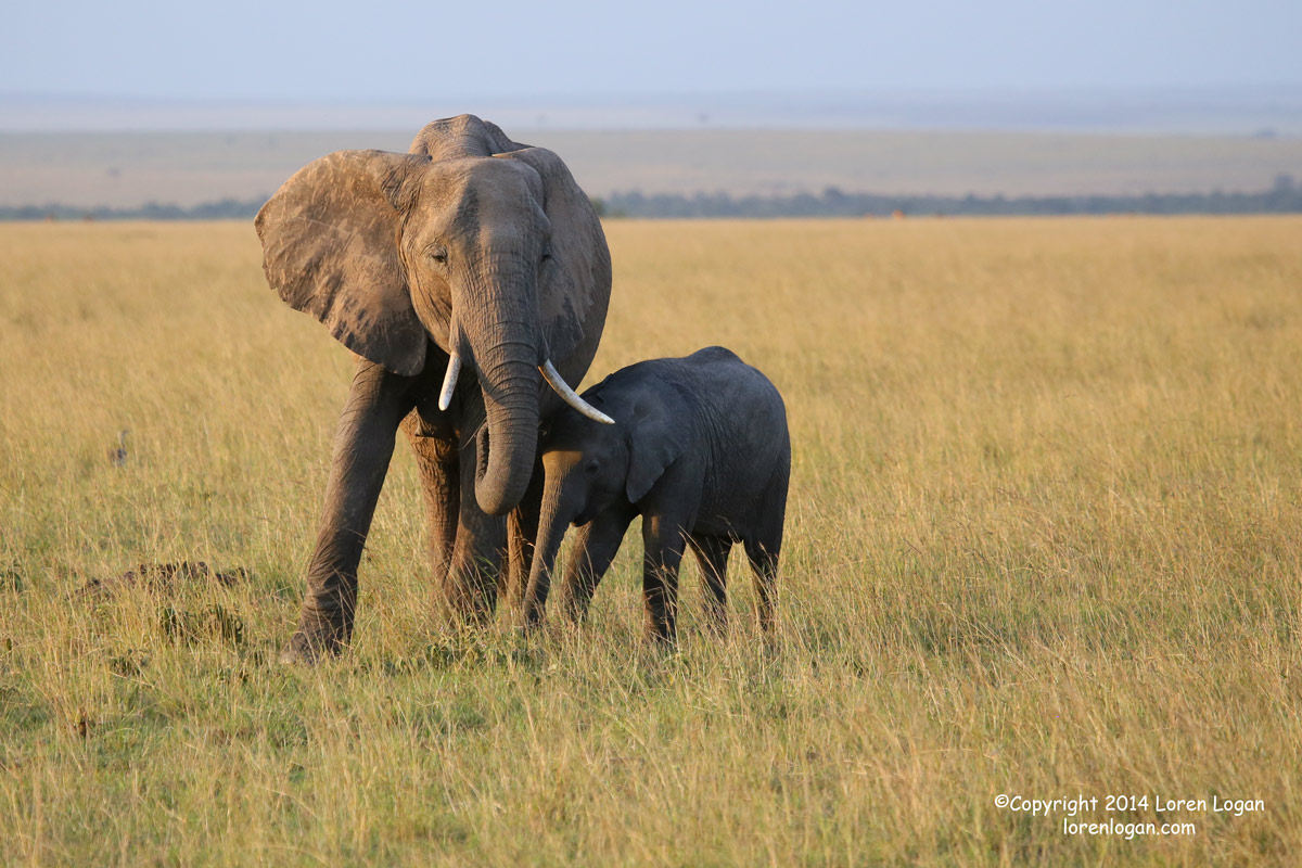 Elephants are strongly attached to their family; these two seem related, with the evening sunlight seeming to draw them even...