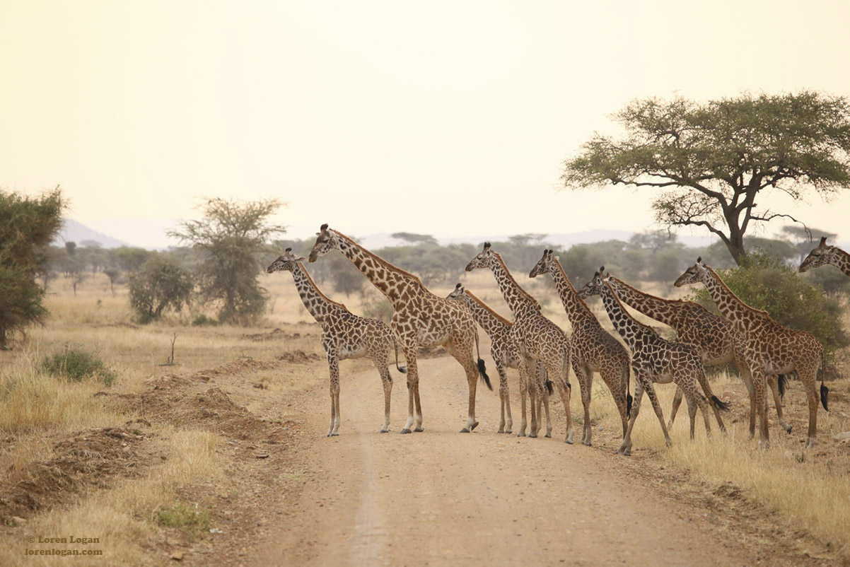 Imagine this group of giraffe in front of you. Turn your head to the right and you see this many again. And to the left you see...