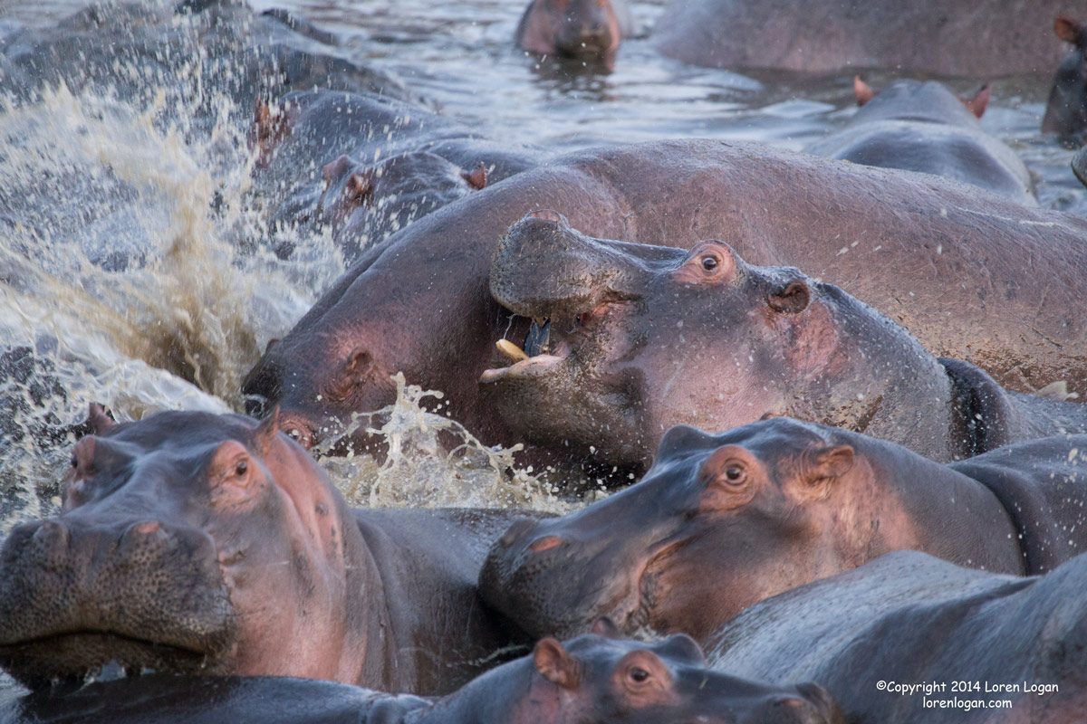 So many hippos. So much energy. Calm and then splash.