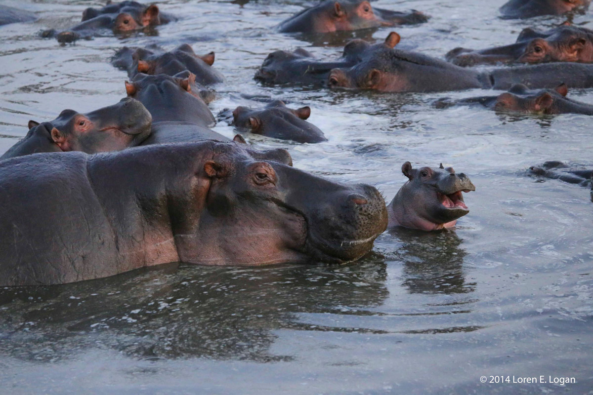 Caught in a moment that appears to be a laugh. If hippos laugh. Do they laugh?