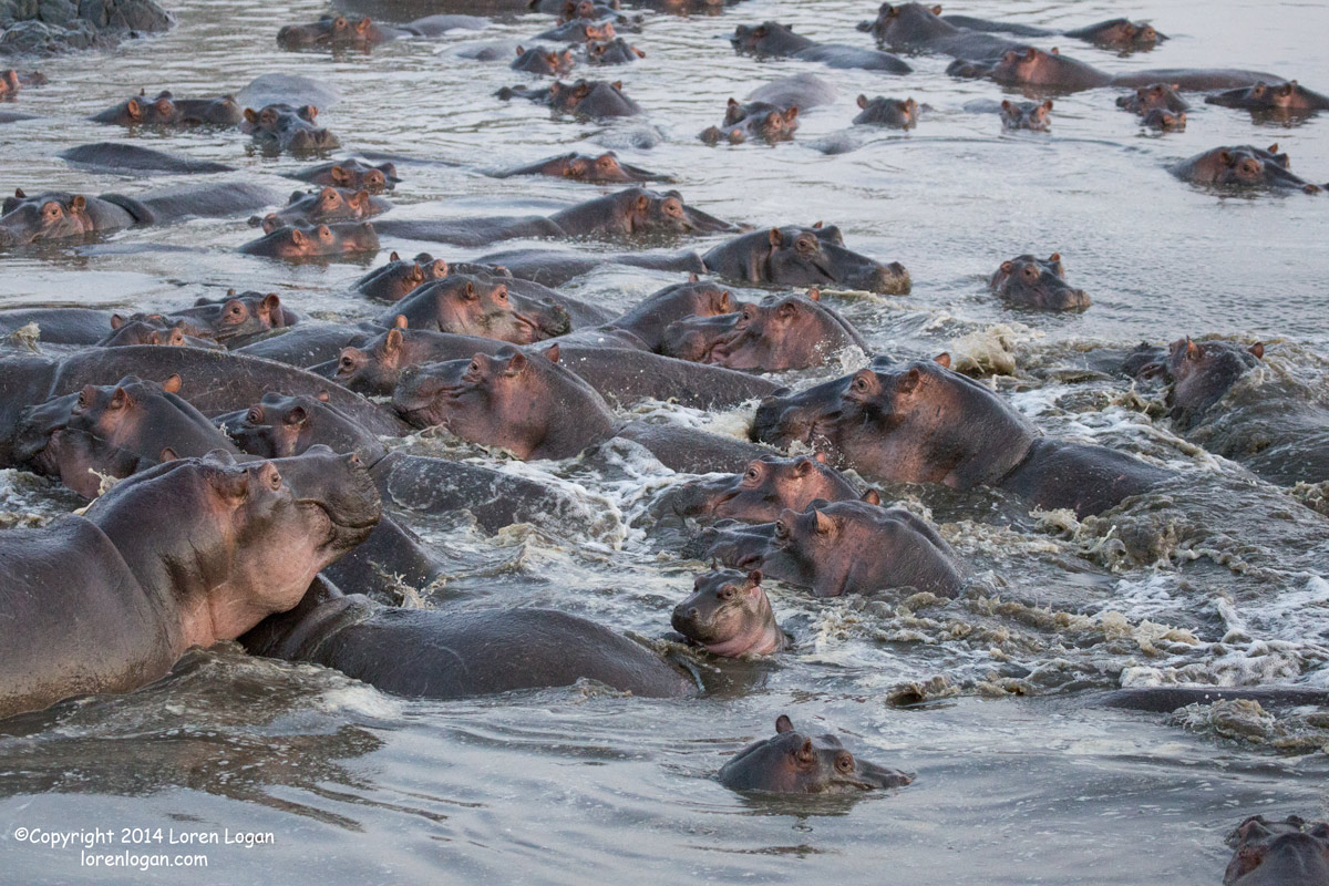 The baby hippo, surrounded by adults, seems the only still spot in the energetic movement around it.