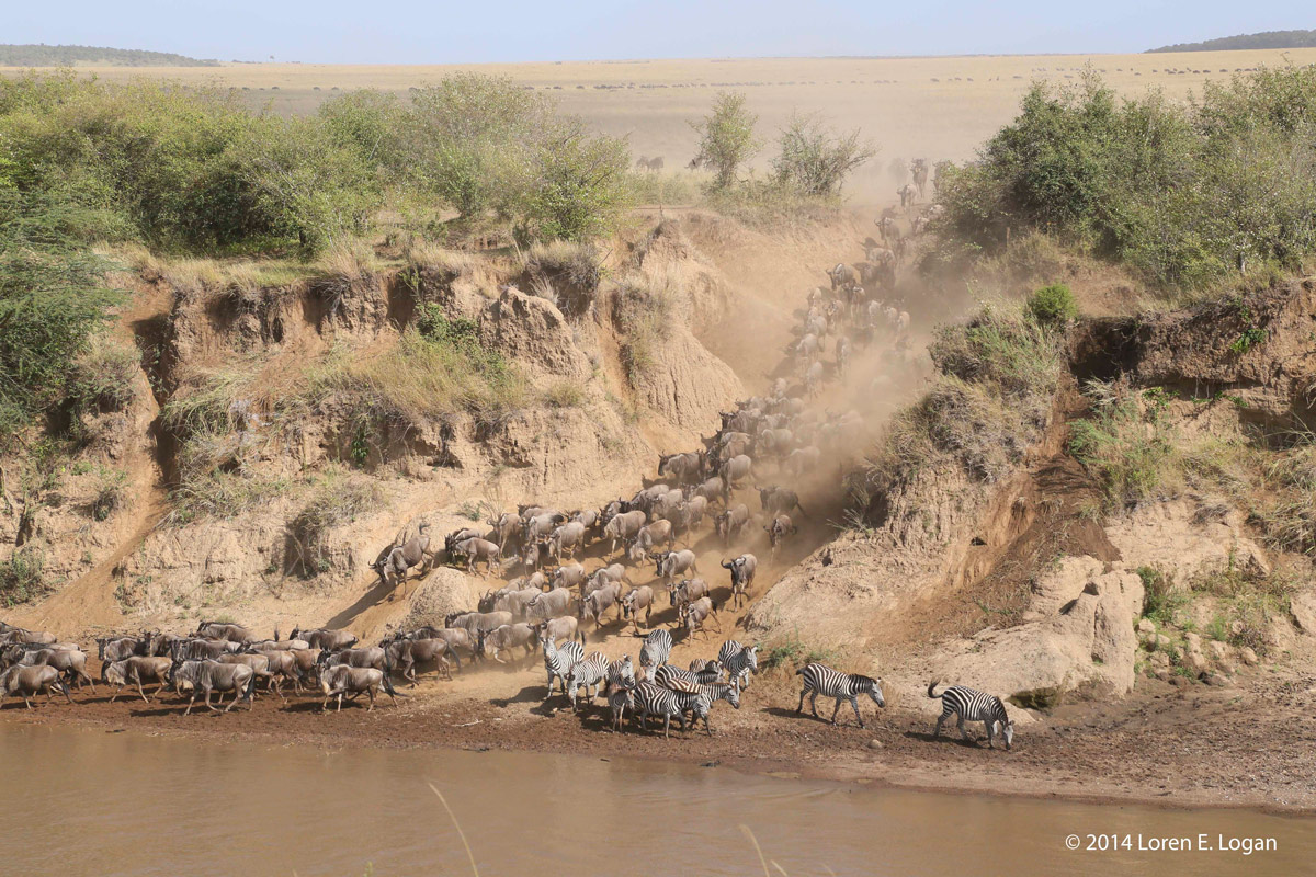 Cascading down a gully, dust flowing up into the air, ground shaking, hooves pounding. The beginning of a crossing.